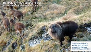 Guided Tahr Hunting In New Zealand Thar Hunting Nz Canterbury Tahr Hunting Guide Nz