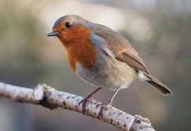 Bulu burung merak jantan lebih indah dibandingkan dengan burung merak betina. Download Suara Burung Decu Mini Ngerol Gacor Mp3 Harga