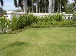 Landscaping Wall Ideas Ehow Drought Resistant Grass Warm Season Grass Lawn Grass Types