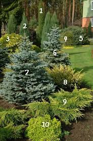 Ornamental Plants Landscape Design Conifers Trees Shrubs Plants Fruit Ornamental Designconiferstreessh In 2020 Garten Landschaftsbau Immergruner Garten Zierpflanzen