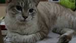 Good Indications that a Mixed Breed Cat is Part Siamese ...
