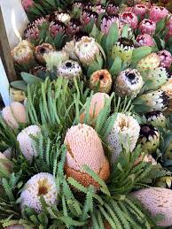 Protea Bofberg Flowers Bloemfontein Rsa Flowers Succulents Flower Power