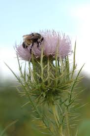 Image result for Cirsium
