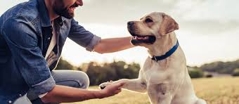 Rescue And Charity Clayton Veterinary Associates