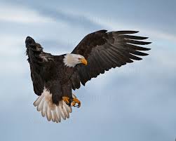 Fly Higher Than An Eagle Bald Eagle Eagle Eagle Wallpaper