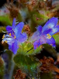 Image result for Cantinoa