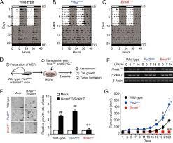 The real housewives of dallas follows a group of sophisticated southern socialites, as they claw their way to the top of the city's social scene. Different Roles Of Negative And Positive Components Of The Circadian Clock In Oncogene Induced Neoplastic Transformation Journal Of Biological Chemistry