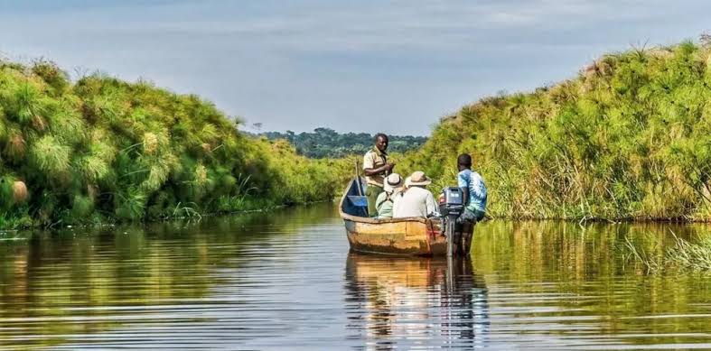 Canoe paddling through lush green papyrus swamp waterways during a shoebill search