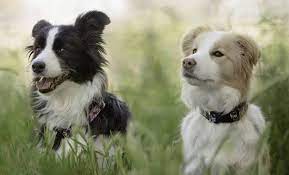 Pin On Canine Art