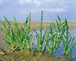 Image result for Salicornia perrieri
