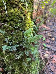 Image result for Trichomanes crispiforme