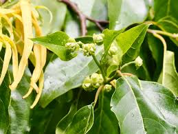 Image result for Cananga