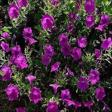 Pin On Awesome Blossoms Enchanting Gardens