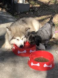 Ready to go by approximately june 25, 2014. 11 Week Alaskan Malamute With A 2 Yr Old Maltipoo Cute Animals Malamute Puppies Animals