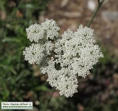Image result for Pimpinella afra