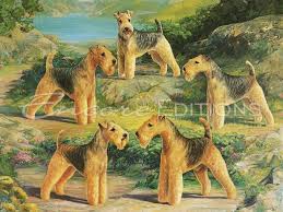 Image result for lakeland teriér