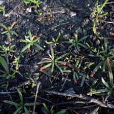 Image result for Eragrostis botryodes