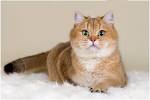 AVAILABLE KITTENS | United States | British Glory Cattery