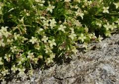 Image result for Galium chloroionanthum