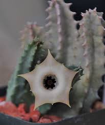 Image result for Huernia longituba