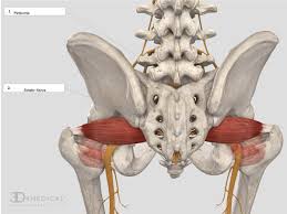 Piriformis syndrome causes back pain. Piriformis Syndrome Injuries Poisoning Msd Manual Professional Edition