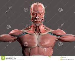 Discover the muscle anatomy of every muscle group in the human body. Human Anatomy Showing Face Head Shoulders And Torso Illustration 62933239 Megapixl