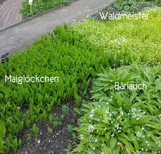 Waldmeister Barlauch Maiglockchen Barlauch Maiglockchen Waldmeister Heilpflanzen