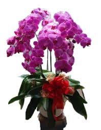 14.898 suka · 16 membicarakan ini. 7 Jenis Anggrek Yang Populer Di Indonesia Toko Bunga Anggrek Online