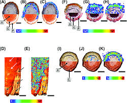 Image result for Putterlickia verrucosa