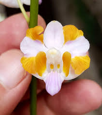 Image result for Rhipidoglossum ovale