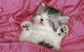 خلفيات قطط cats قطة حيوانات نائمة عالية الوضوح 15 cats cat lovers cute cats
