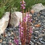 Image result for Striga gesnerioides