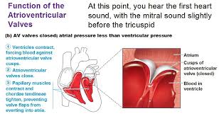 Pin On Cardiac Anatomy Physiology