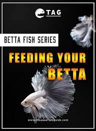 Feeding Your Betta The Proper Way Betta Fish Betta Fish