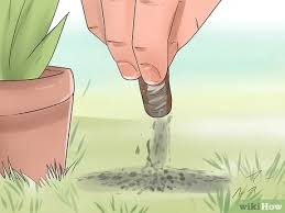 Here's how you deal with a cat or any other animal who comes into your territory garden/land/etc. 3 Ways To Prevent Cats From Pooping In The Garden Wikihow