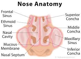 Nose Definition Anatomy Functions Diagram