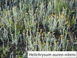 Image result for Helichrysum aureo-nitens