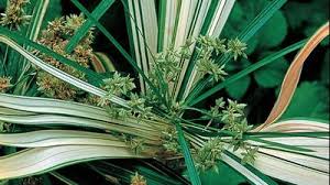 Image result for Cyperus cyperoides