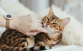 Primer cafetería de gatos en Uruguay está Punta del Este - Noticias  Uruguay, LARED21 Diario Digital
