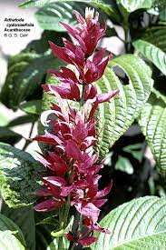 Image result for Acanthaceae