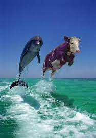 The Real Sea Cow I Pity The Blog
