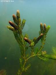 Image result for Ceratophyllum