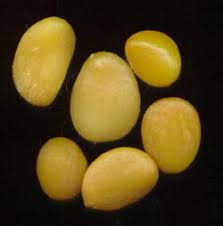 Image result for Ancylobothrys