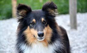 Her chaperone was wearing a white dinner jacket. Top 10 Des Races De Chien Les Plus Faciles A Eduquer