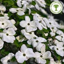We did not find results for: Cornus Eddie S White Wonder White Flowering Dogwood Tree