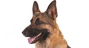 We are a reputable, purebred, akc german shepherd. Silver German Shepherds Petsync