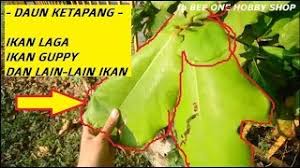 Maybe you would like to learn more about one of these? Full Review Daun Ketapang Untuk Ikan Hiasan Air Tawar Youtube