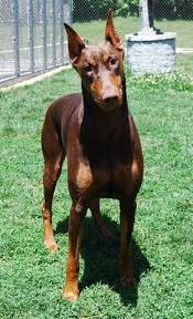 Red coat doberman pinscher come is different shades, from a brown to a deep dark red. Nice Red Doberman Dogs Rare Dog Breeds Doberman Pinscher