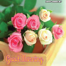 Good Morning Nature Images Rose Flower Pictures Rose Seeds Flowers