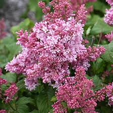 Image result for Syringa prestoniae